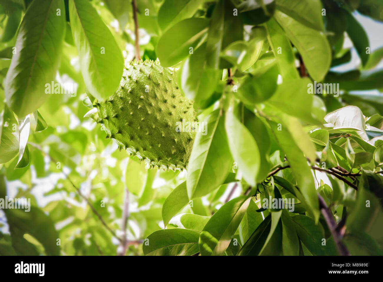 Soursop fruit on the tree whole growing Caribbean Trinidad and Tobago anti-cancer medicinal qualities Stock Photo