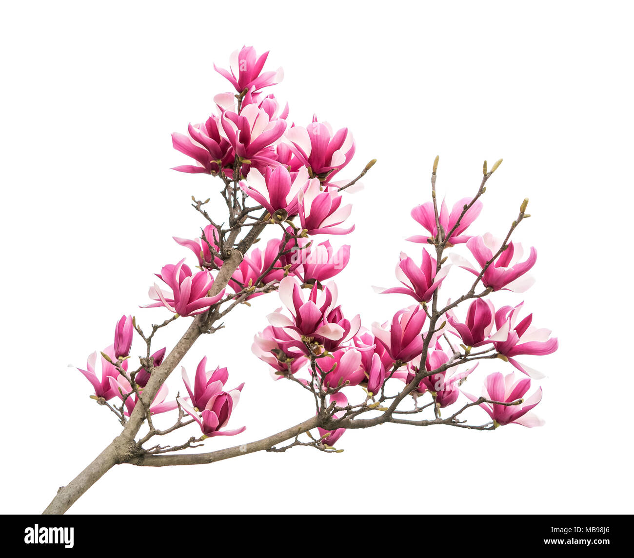magnolia flower spring branch isolated on white background Stock Photo ...
