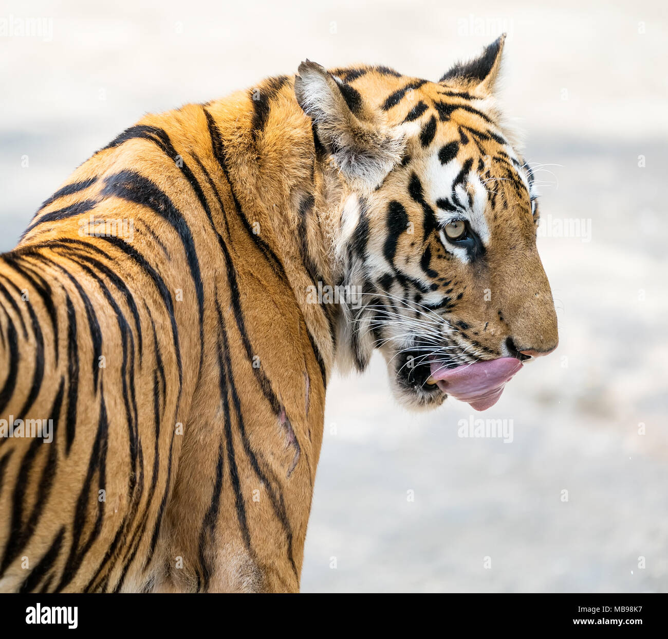 Which is the natural habitat of the amur tiger hi-res stock photography