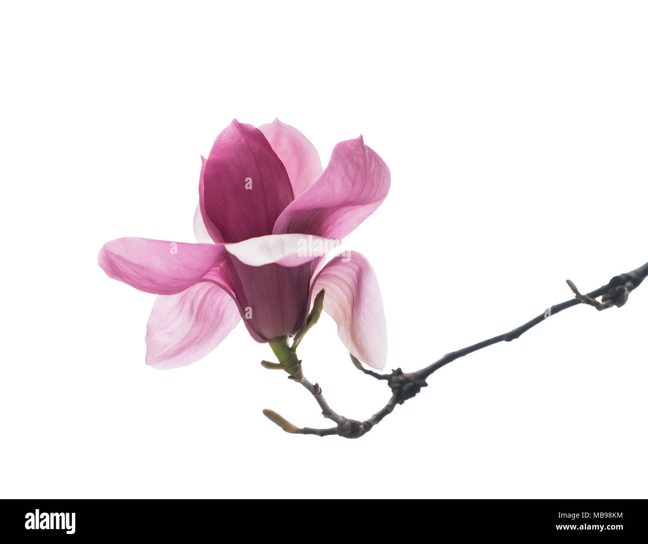 magnolia flower spring branch isolated on white background Stock Photo ...