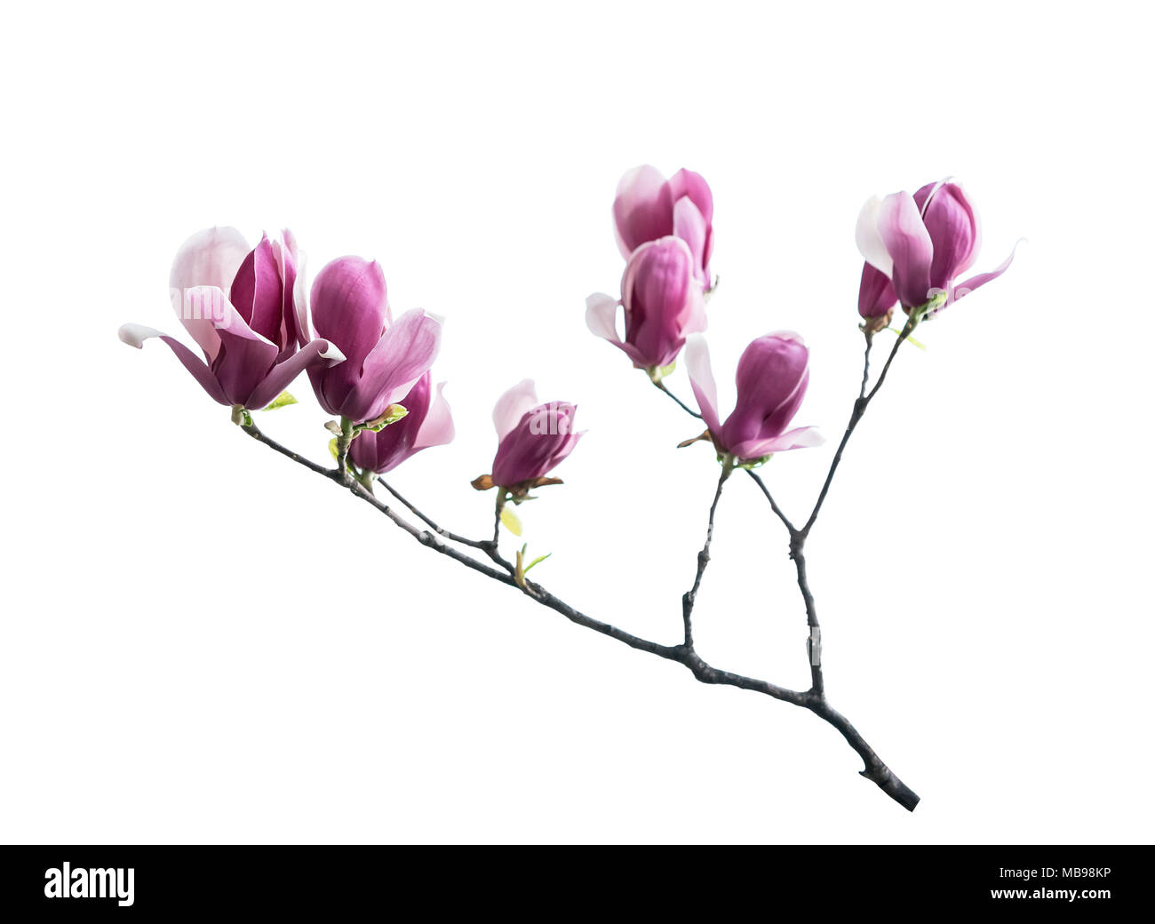 magnolia flower spring branch isolated on white background Stock Photo ...