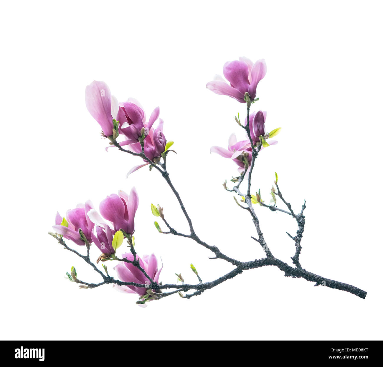 magnolia flower spring branch isolated on white background Stock Photo ...