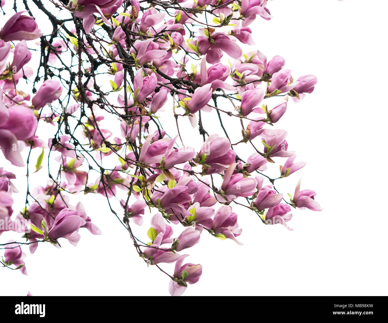magnolia flower spring branch isolated on white background Stock Photo ...