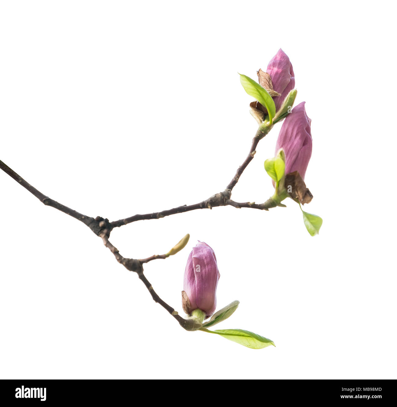 magnolia flower spring branch isolated on white background Stock Photo ...