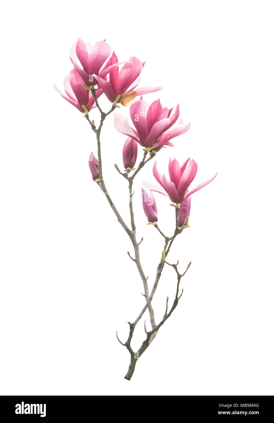 magnolia flower spring branch isolated on white background Stock Photo ...
