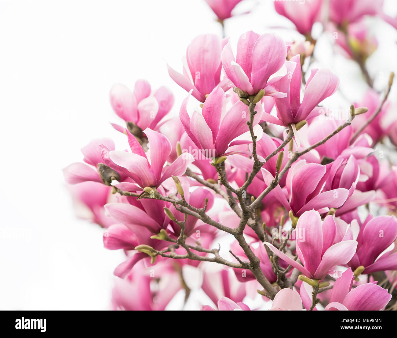 magnolia flower spring branch isolated on white background Stock Photo ...