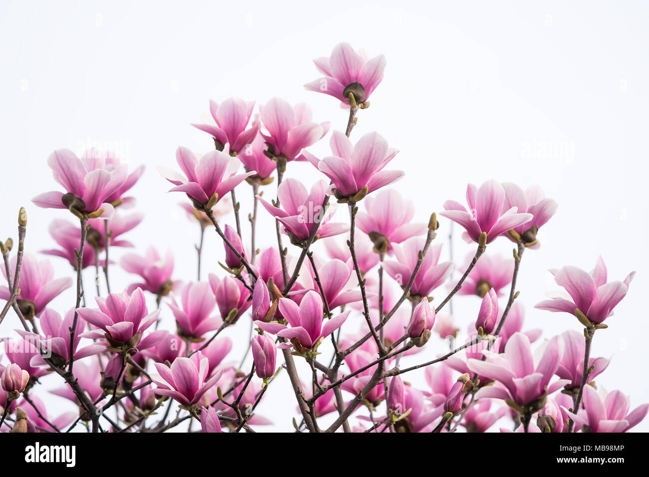 magnolia flower spring branch isolated on white background Stock Photo ...
