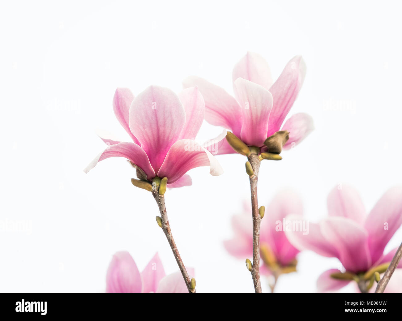 magnolia flower spring branch isolated on white background Stock Photo ...