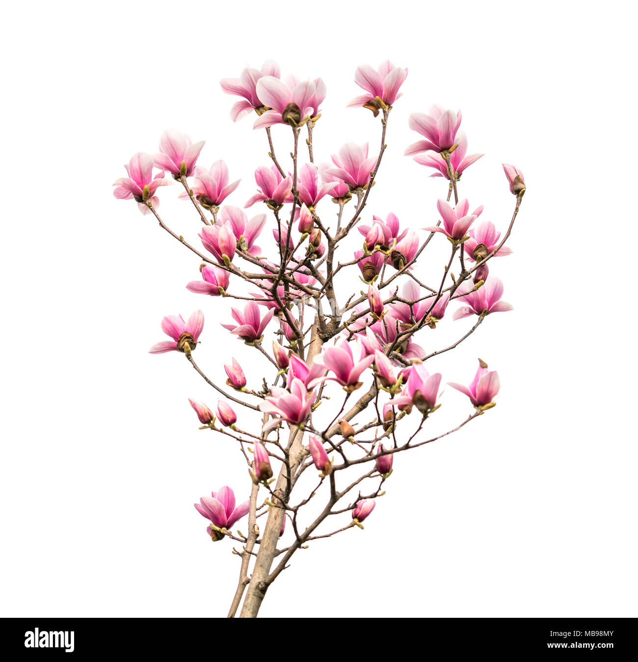 magnolia flower spring branch isolated on white background Stock Photo ...