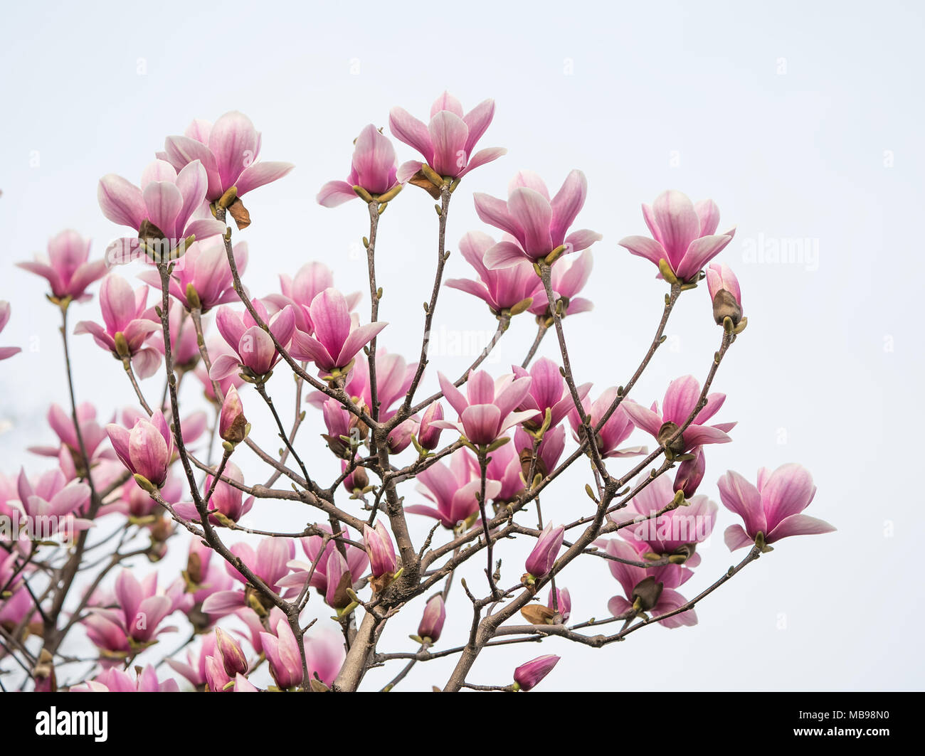 magnolia flower spring branch isolated on white background Stock Photo ...