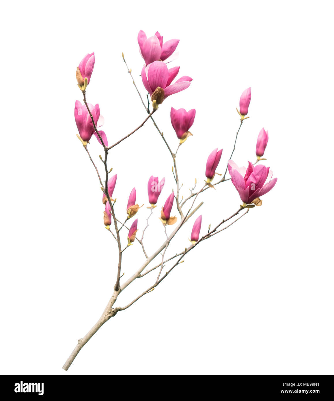 magnolia flower spring branch isolated on white background Stock Photo ...