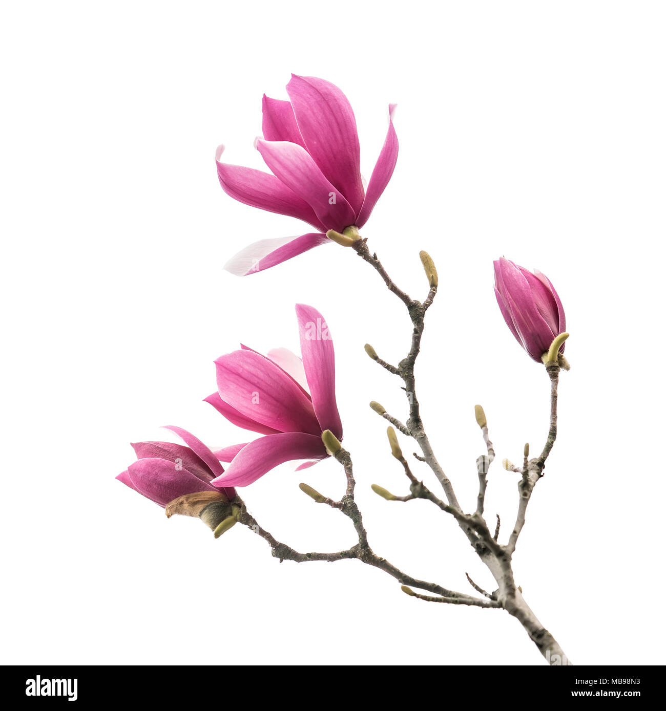 magnolia flower spring branch isolated on white background Stock Photo ...