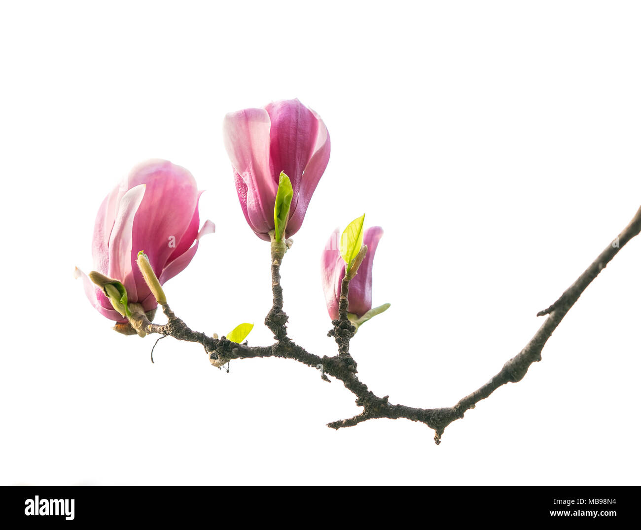 magnolia flower spring branch isolated on white background Stock Photo ...