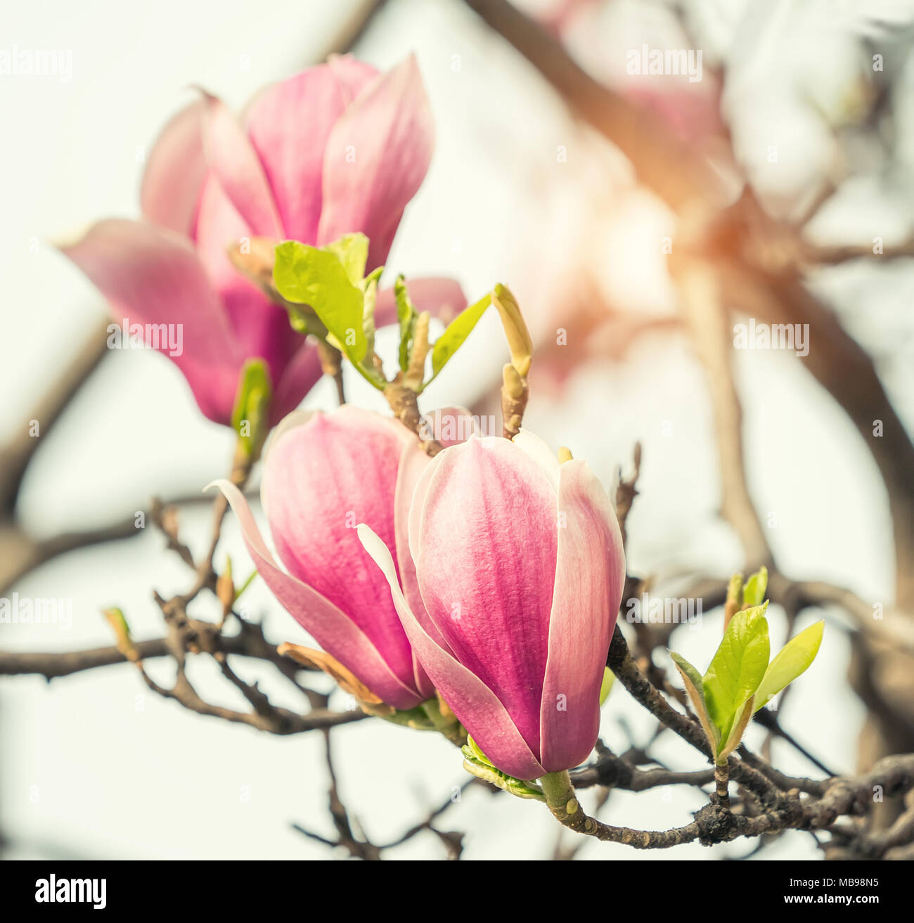 magnolia flower spring branch isolated on white background Stock Photo ...