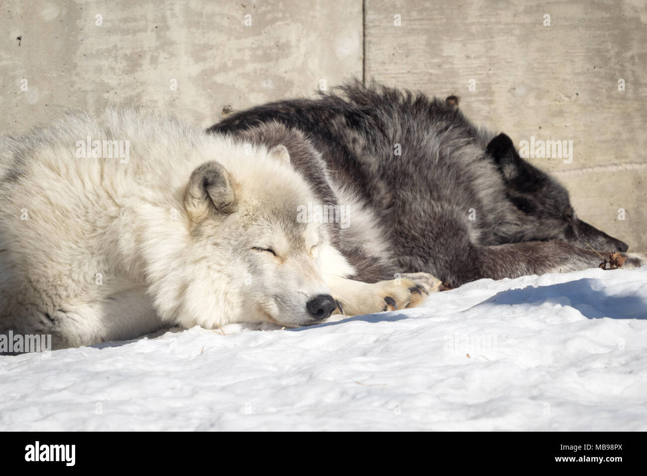 A sleeping gray wolf (Canis lupus) at the Saskatoon Forestry Farm Park and Zoo in Saskatoon, Saskatchewan, Canada. Stock Photo