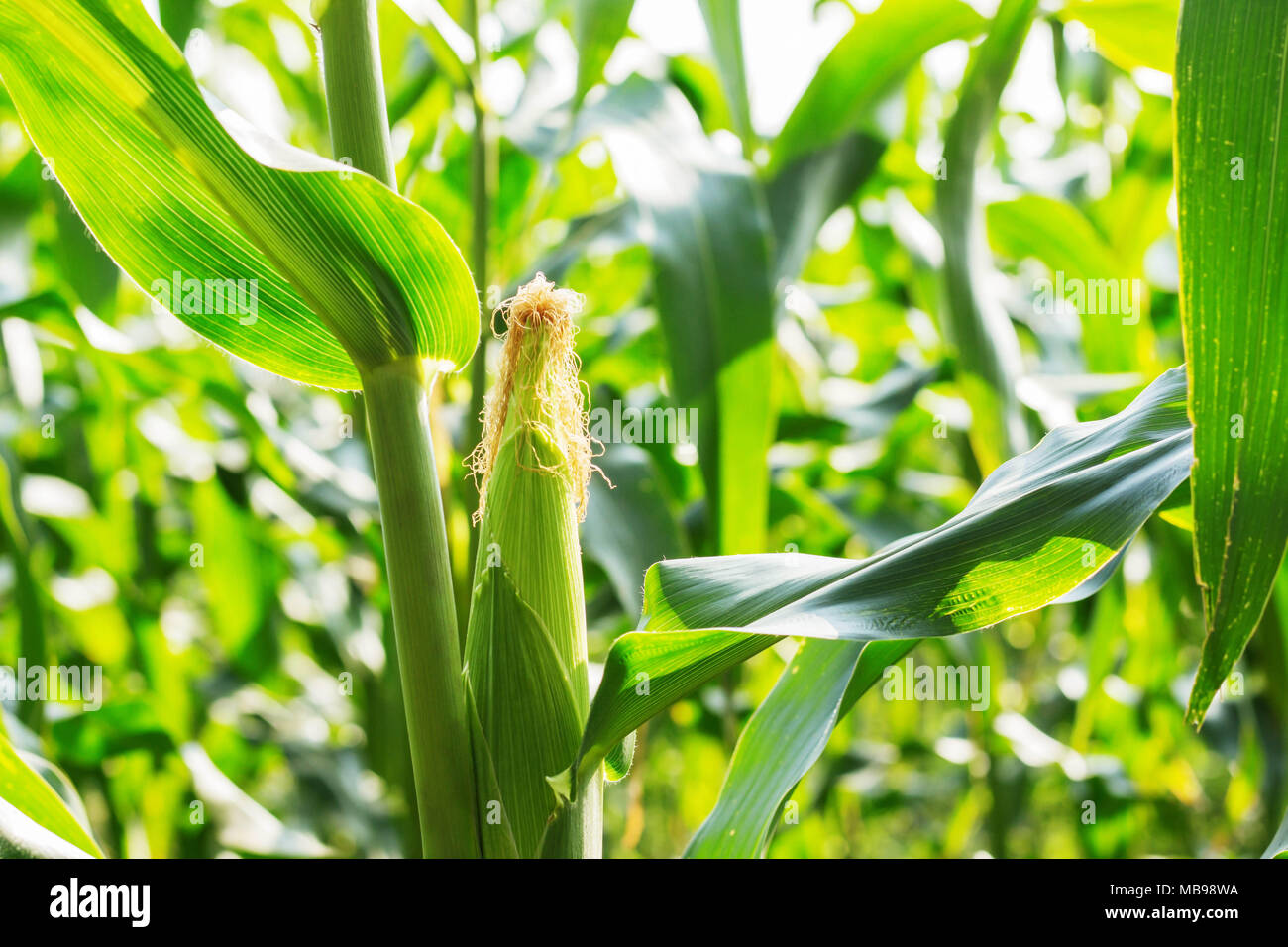 Corn growing on tree with the sunlight Stock Photo - Alamy