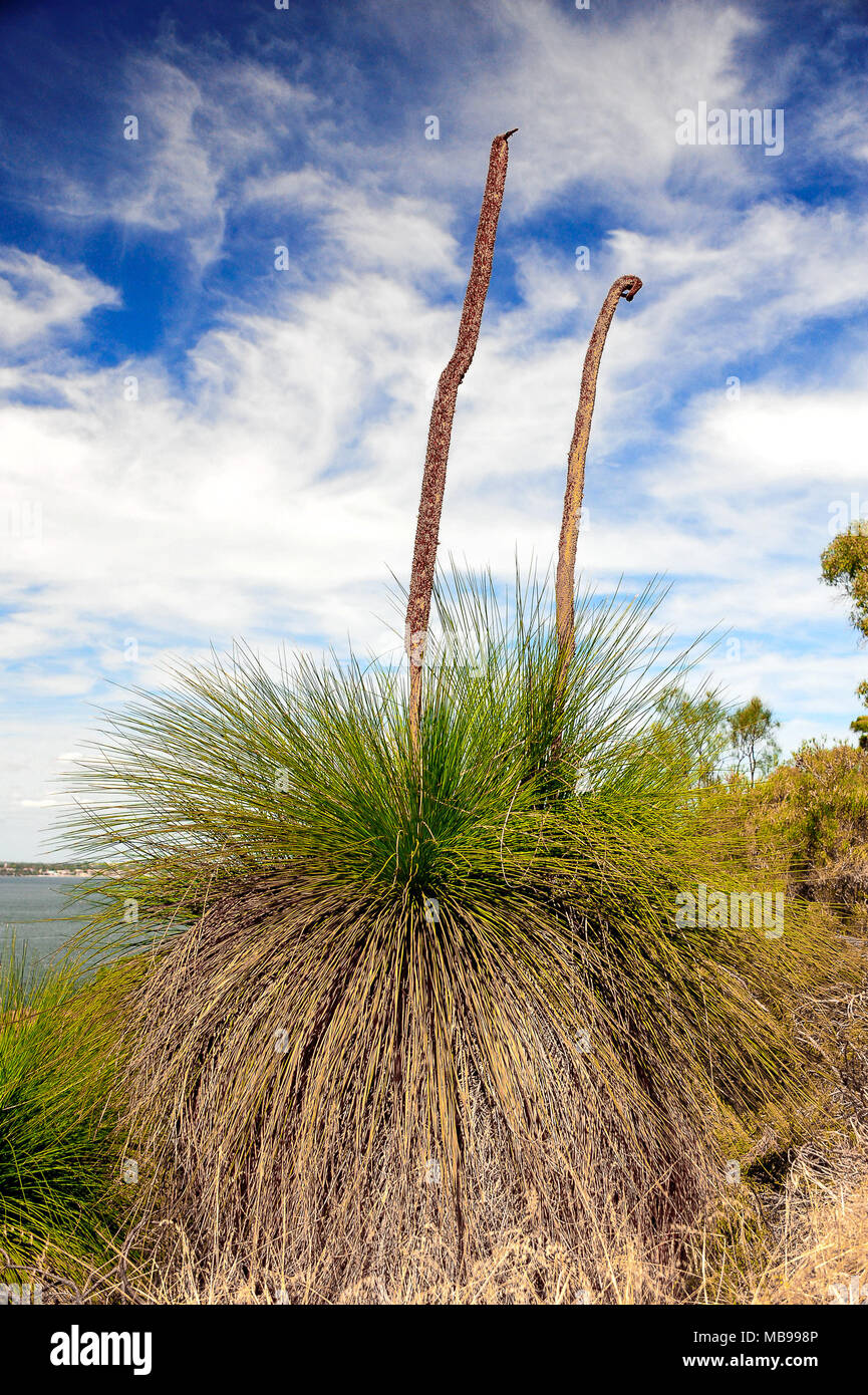 Xanthorrhoea (more commonly called Blackboy, Grasstree and Kangaroo tail).  Long flower spikes on a grass-like bush, reach towards blue cloud sky Stock Photo
