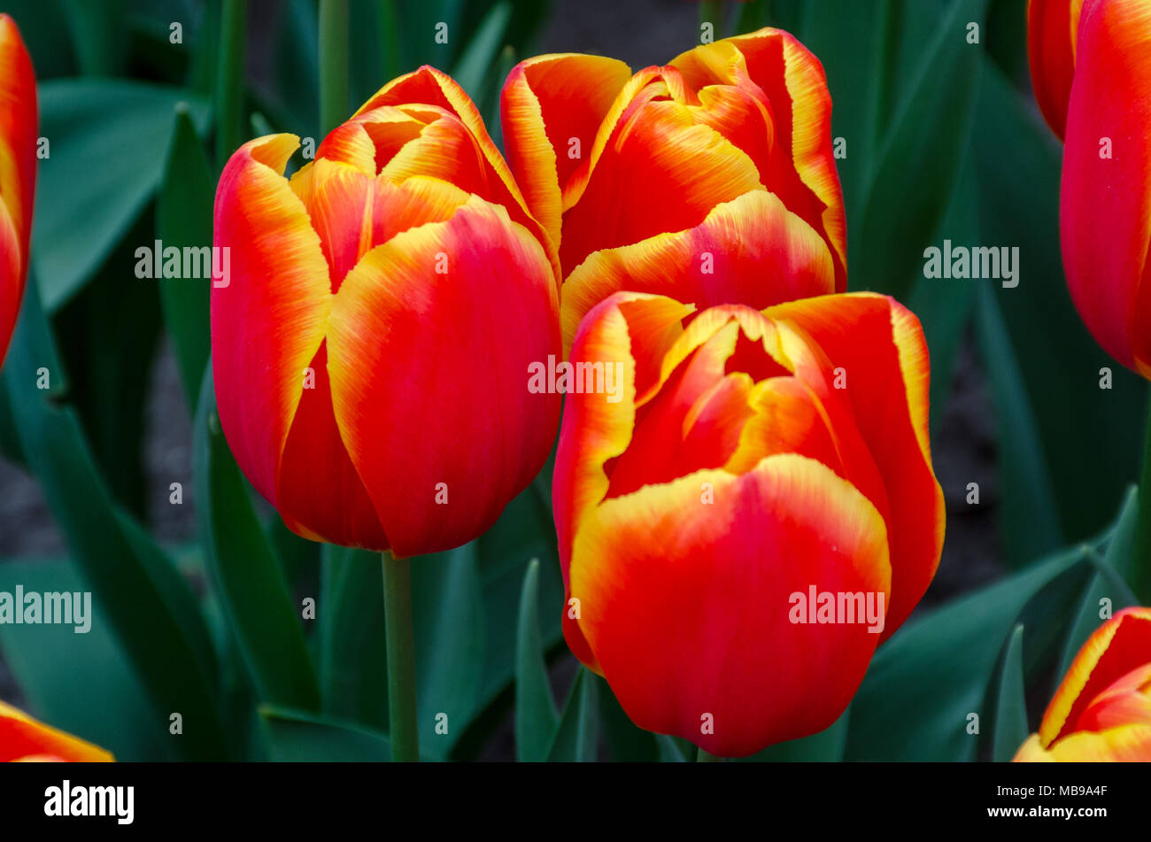 Three orange and yellow tulips Stock Photo
