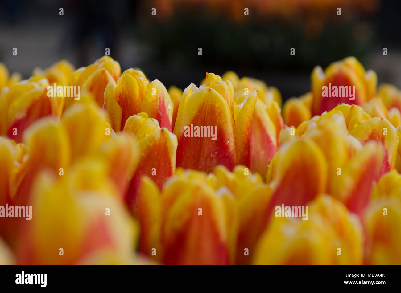 Orange and yellow tulips Stock Photo
