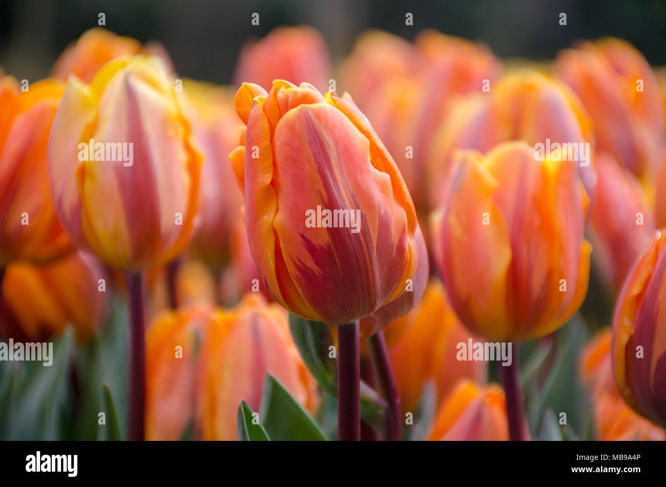 Orange and purple tulips Stock Photo