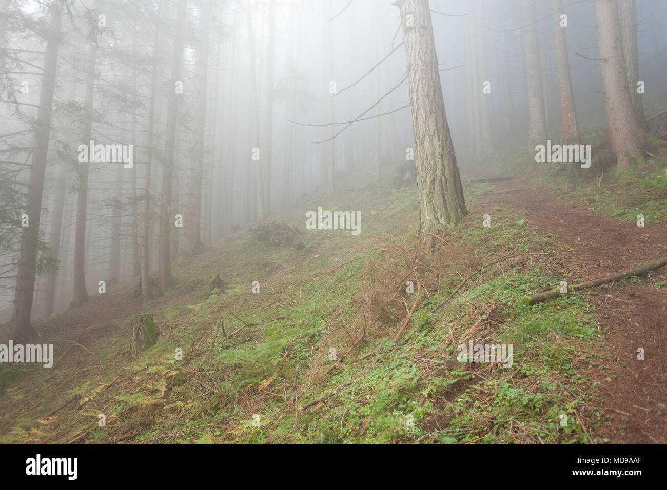 inside a woods in a foggy day Stock Photo - Alamy