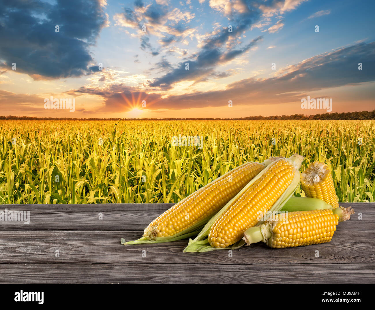 Ripe tasty corn on wooden table in the background of cornfield Summer
