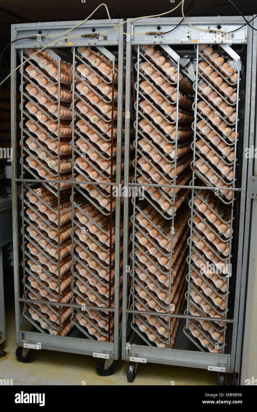 Incubator africa hires stock photography and images Alamy