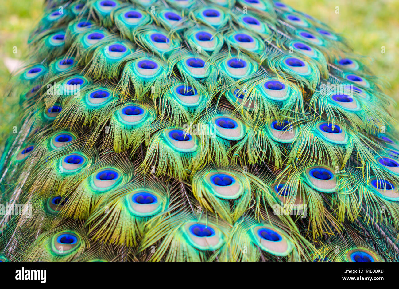 pattern of colorful peacock feathers Stock Photo