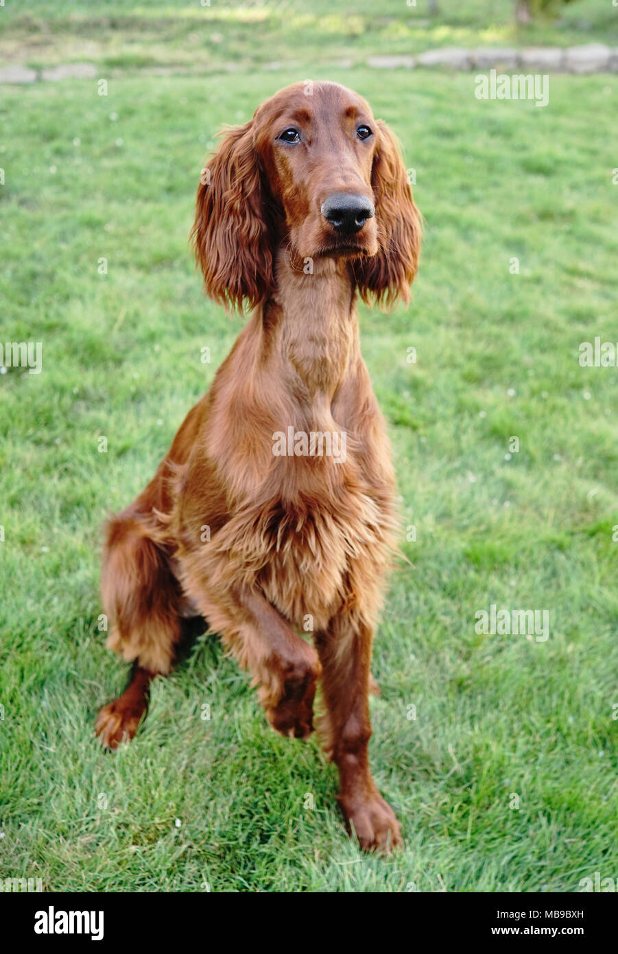 A young Irish Setter puppy stands pointing on a treat with one paw up Stock Photo
