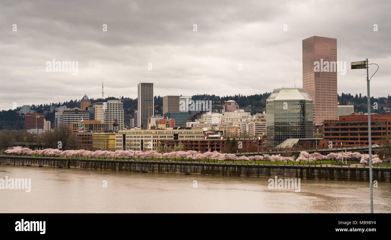 Tree blossoms bloom along the riverfront in Portland Oregon North America USA Stock Photo