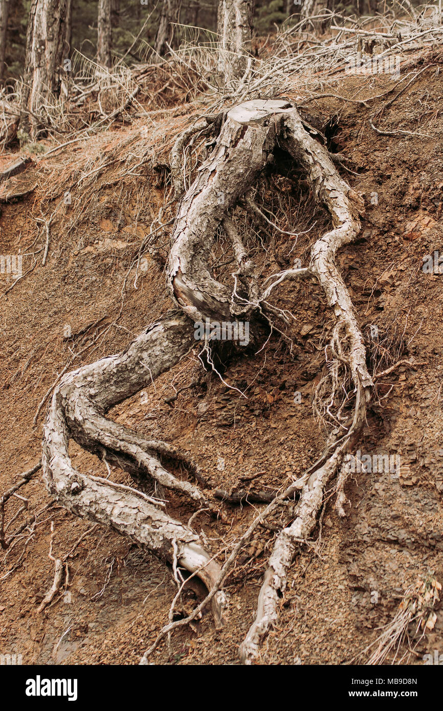 Tree Roots Exposed Due to Soil Erosion Stock Photo - Alamy