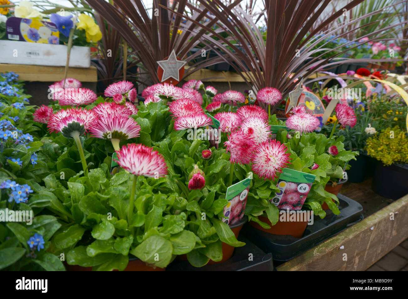 Wyevale garden centre uk hires stock photography and images Alamy