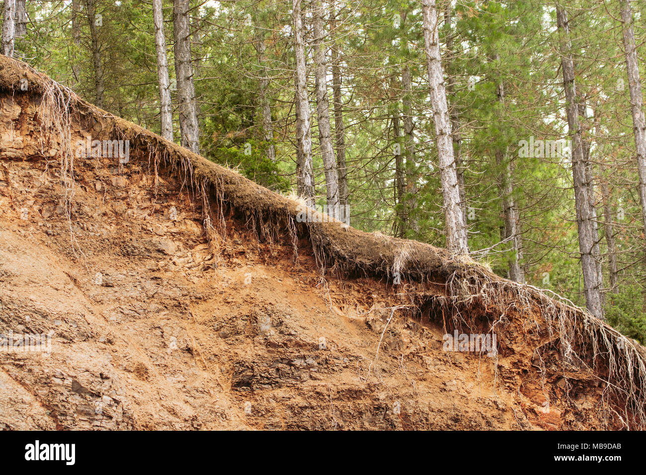 Tree Roots Exposed Due to Soil Erosion Stock Photo - Alamy
