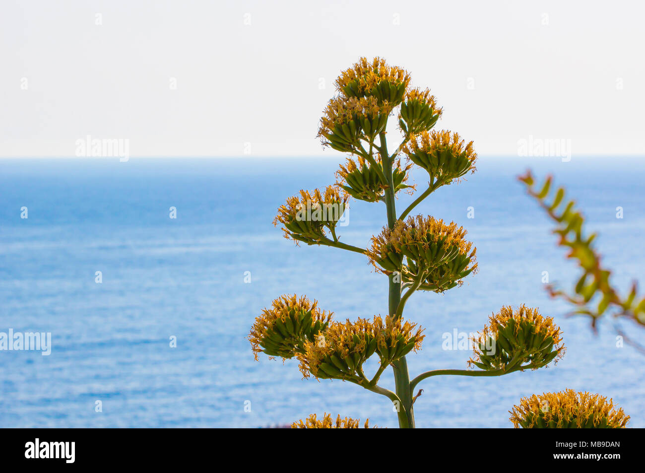 Tree grows over blue sea in summer background, with copy space. Stock Photo