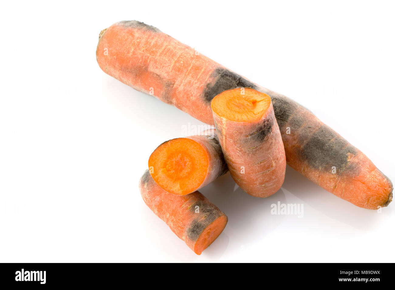 Black mold fungus in carrot Isolated on white background. Stock Photo