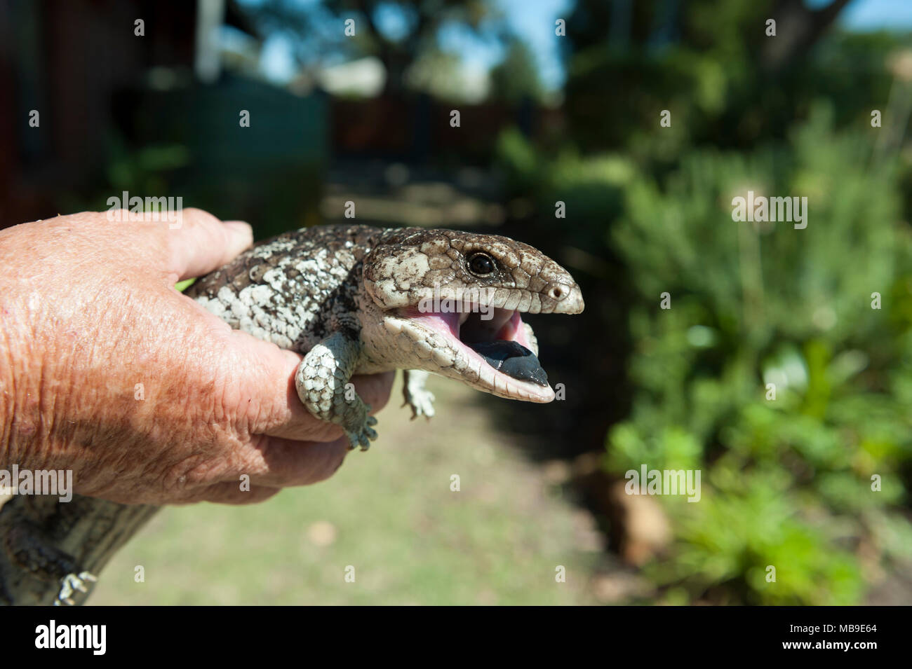 A healthy adult Bobtail lizard (Tiliqua rugosa), found in a suburban Western Australian garden Stock Photo