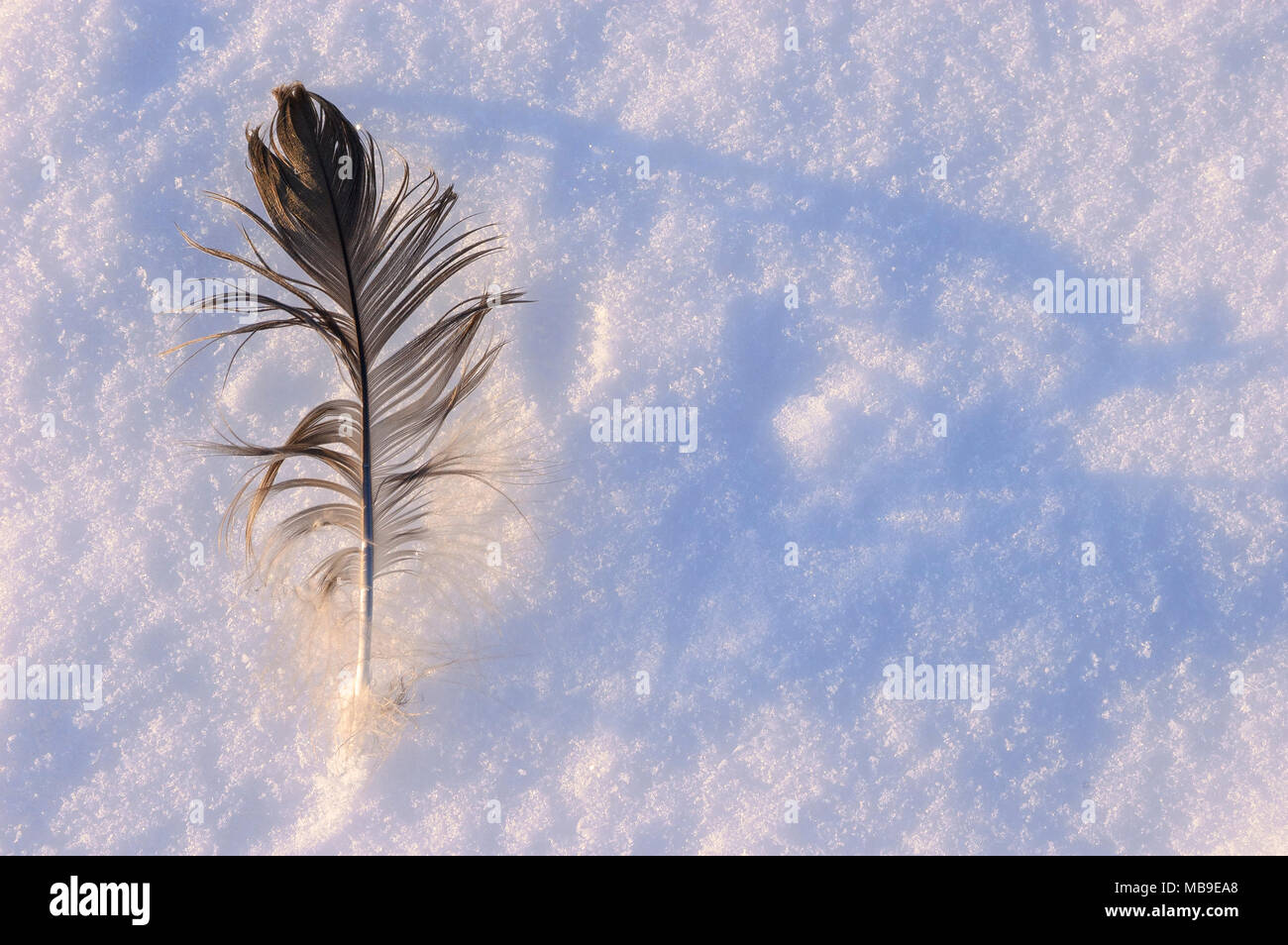 Feather on snow, Yellowstone National Park, Wyoming. Stock Photo