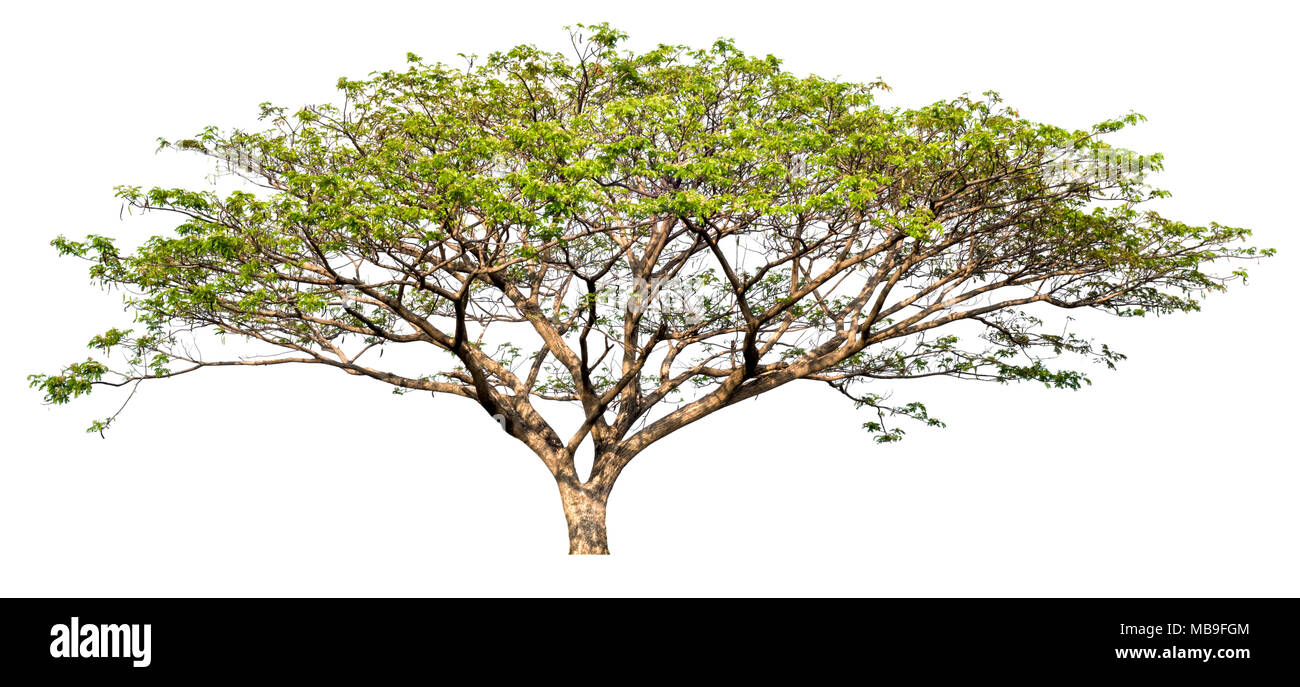 isolated big tree on white background, high quality single tree for print and web design Stock Photo