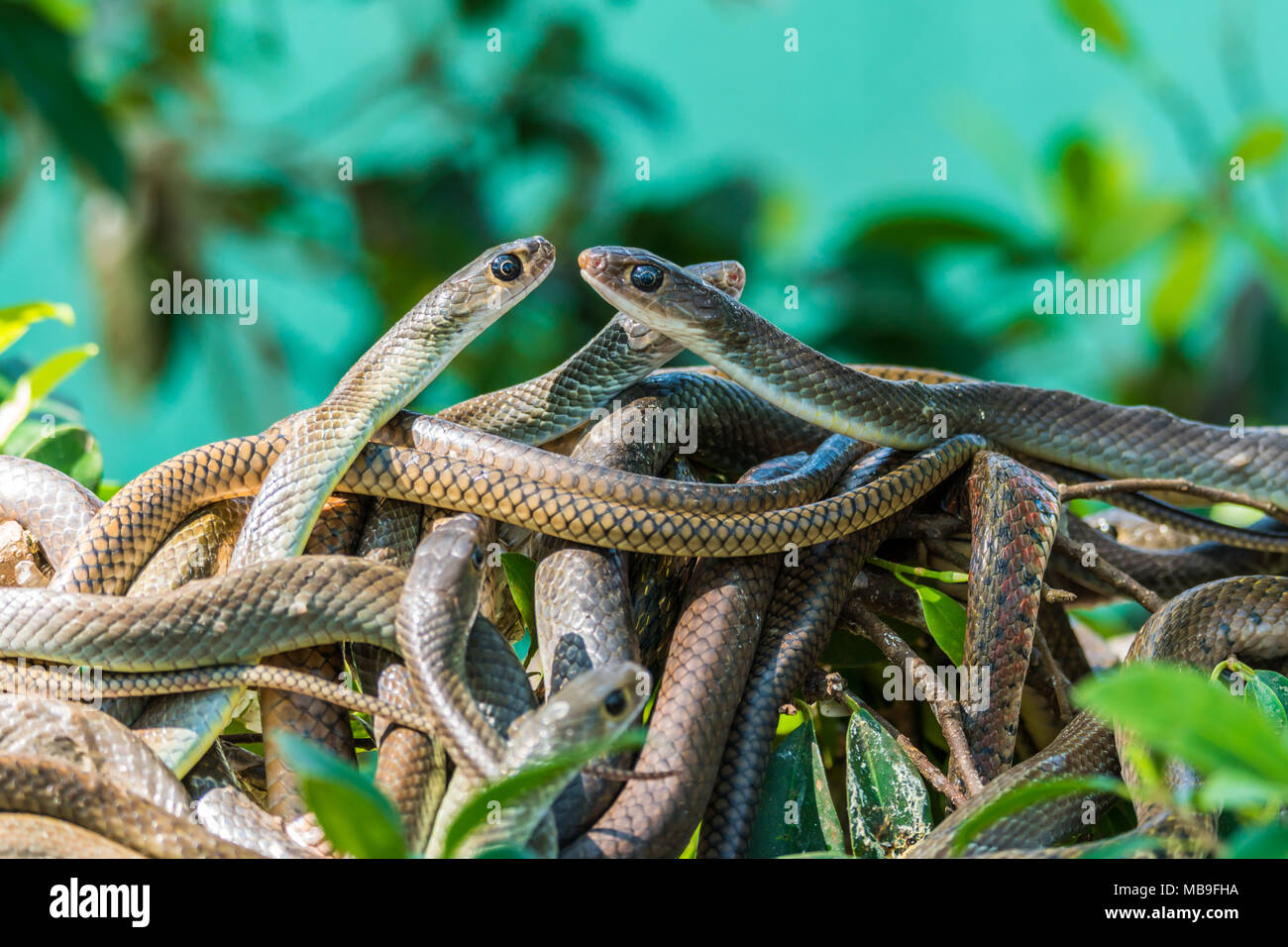 oriental rat snakes Stock Photo