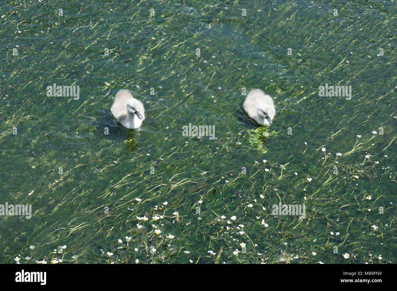 Thick Weeds High Resolution Stock Photography and Images - Alamy
