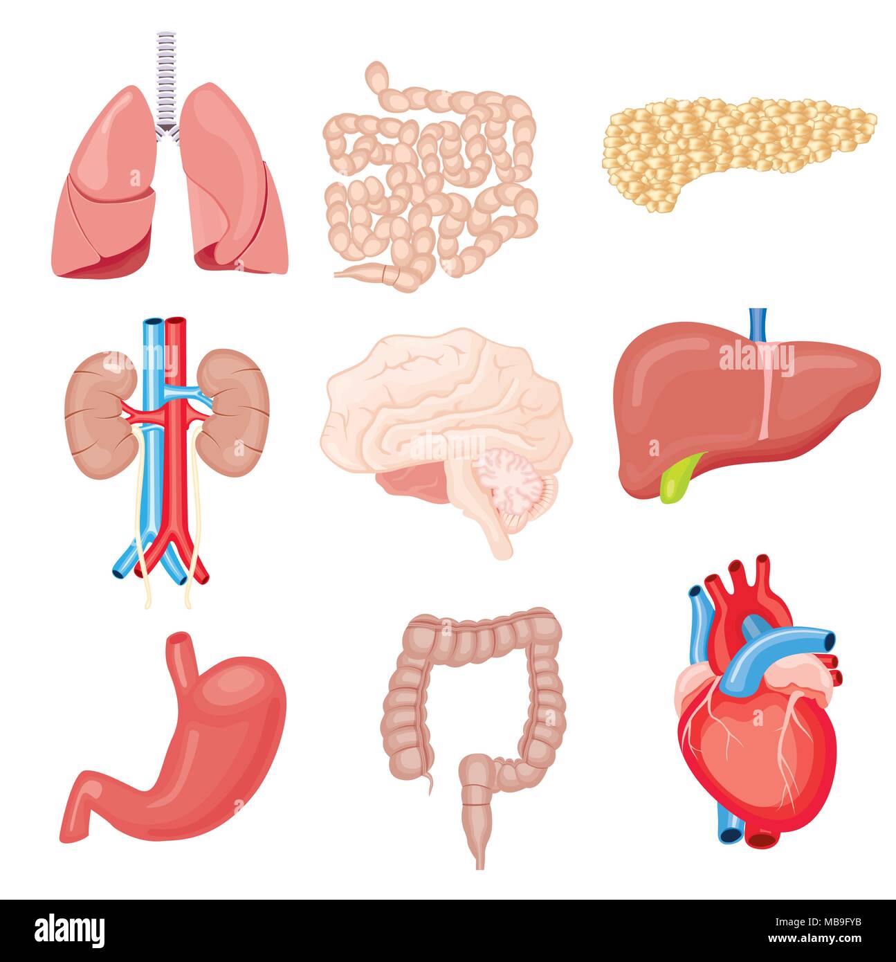 Human Internal Organs Isolated on White. Vector Illustration. Set with Heart Intestines Kidneys Stomach Lungs Brain Liver Pancreas. Stock Vector