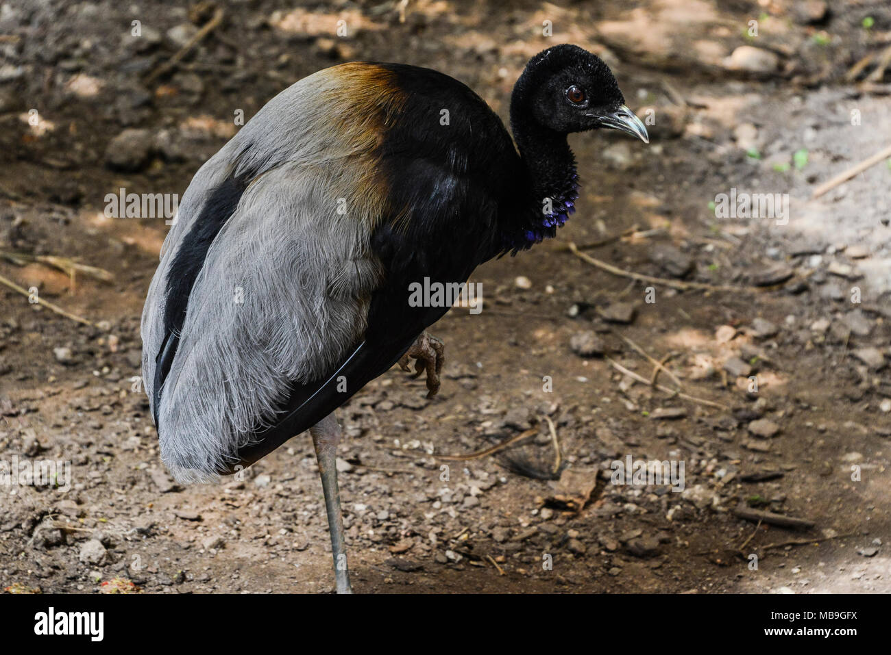 A grey-winged trumpeter (Psophia crepitans) standing on one leg in Cango Wildlife Ranch, South Africa Stock Photo