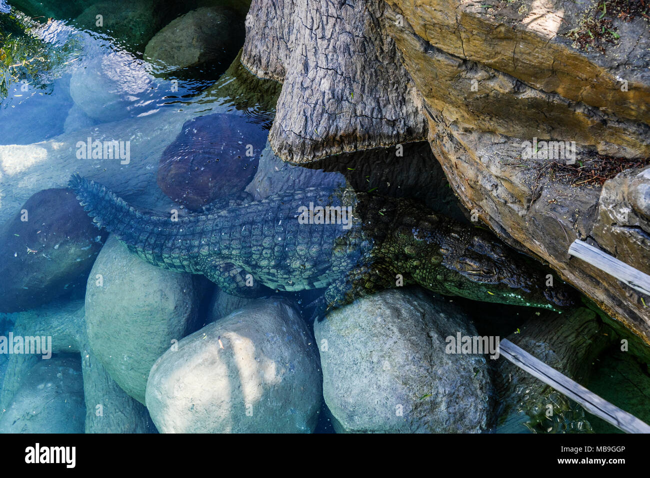 Africa crocodile ranch hi-res stock photography and images - Alamy