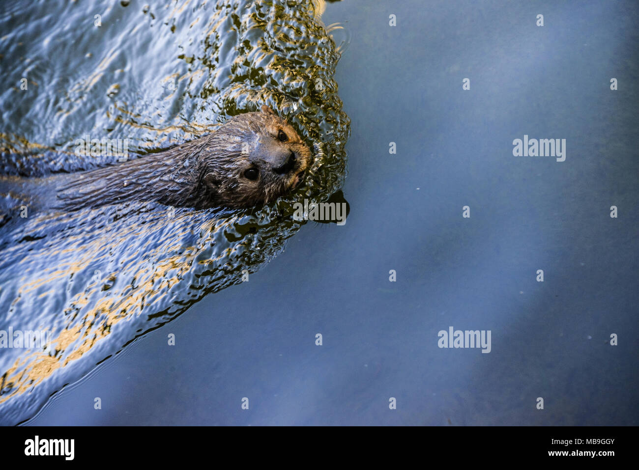 A spotted-necked otter (Hydrictis maculicollis) in Cango Wildlife Ranch, South Africa Stock Photo