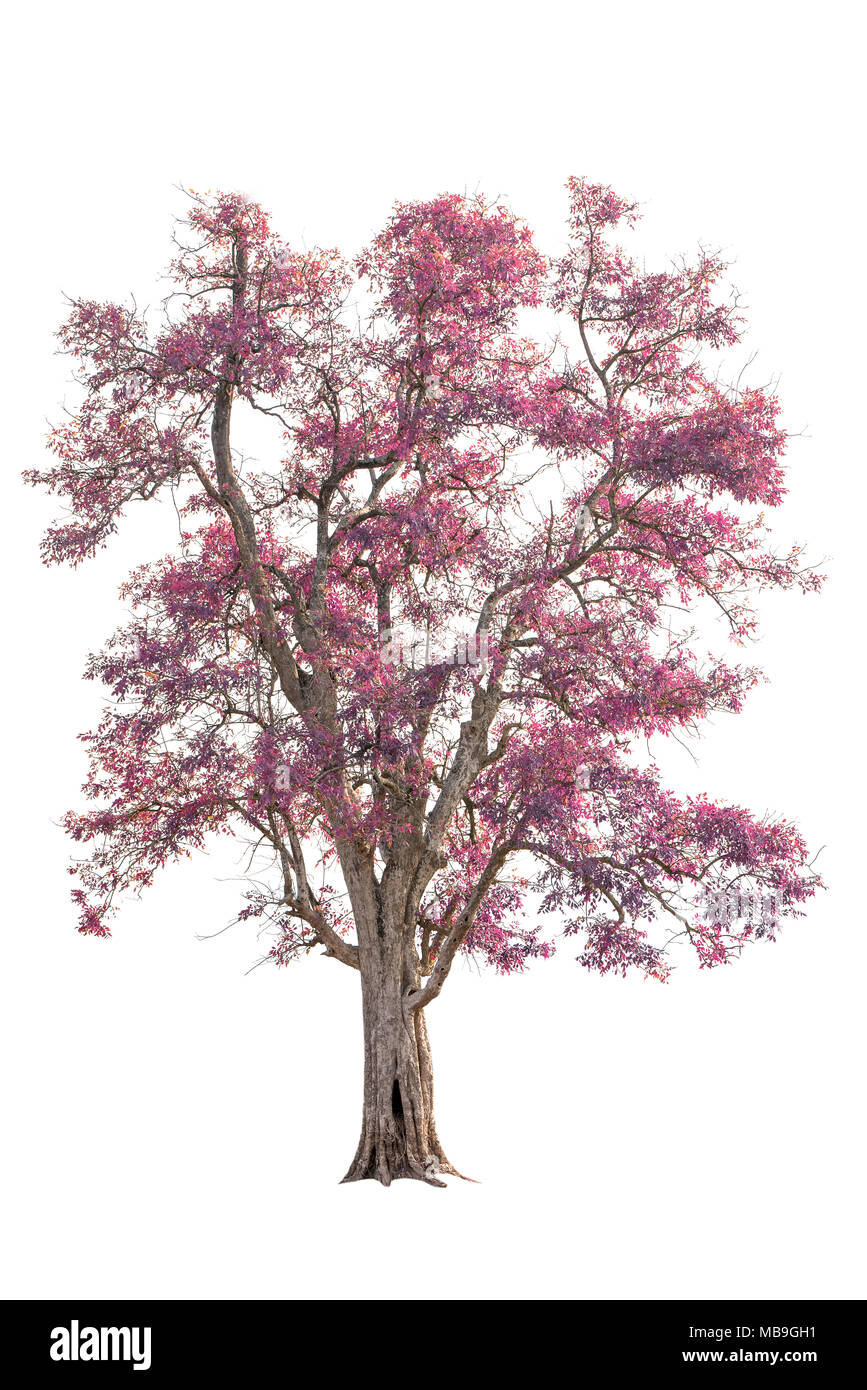isolated big tree with pink leaves Stock Photo - Alamy