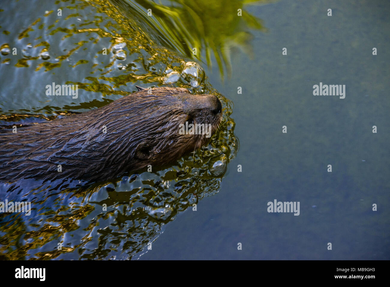 A spotted-necked otter (Hydrictis maculicollis) in Cango Wildlife Ranch, South Africa Stock Photo