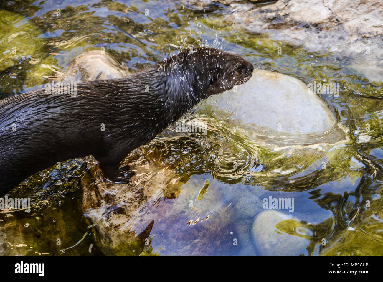 A spotted-necked otter (Hydrictis maculicollis) shaking off water in Cango Wildlife Ranch, South Africa Stock Photo