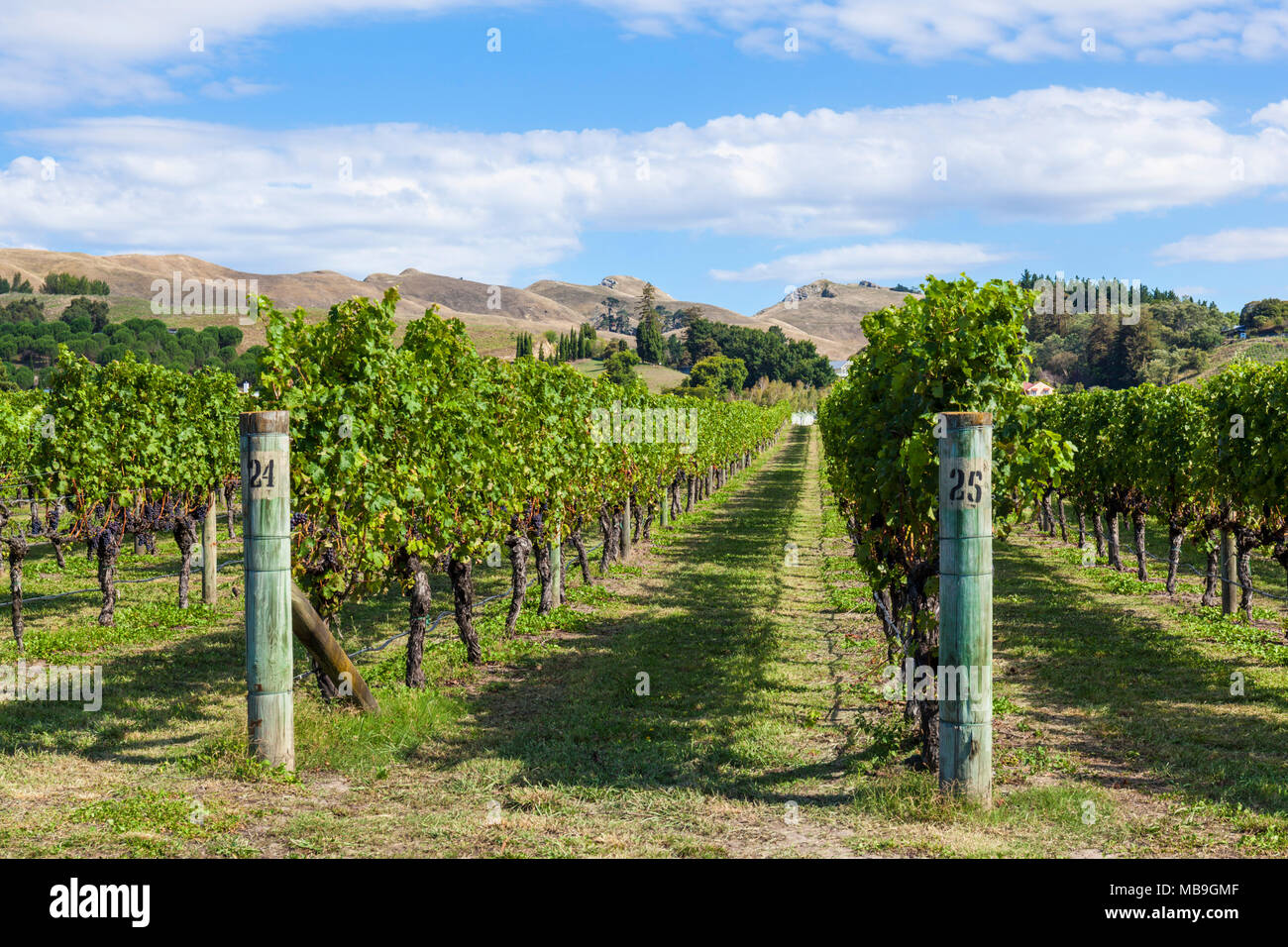 new zealand Hawkes bay new zealand bunches of grapes on vines in rows in a vineyard in Hawkes bay Napier New zealand North island NZ Stock Photo