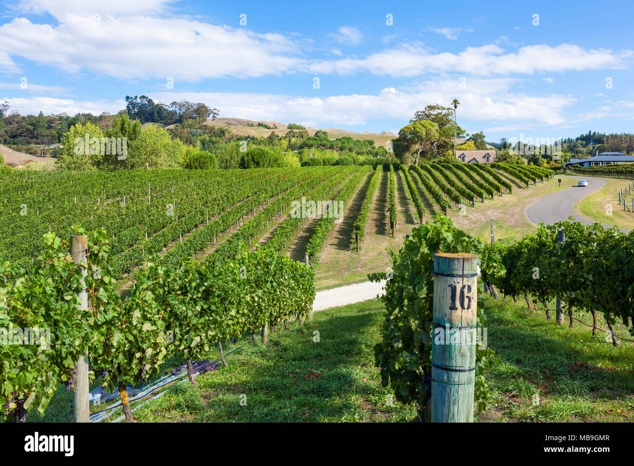 Hawkes bay vineyard new zealand bunches of grapes on vines in rows in a vineyard in Hawkes bay Napier New zealand North island NZ Stock Photo