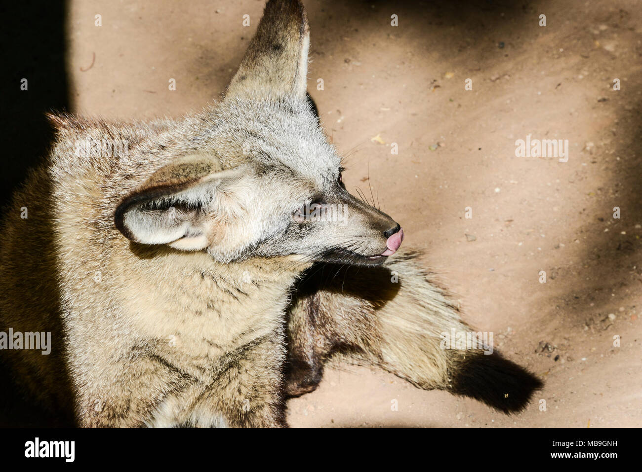 A bat-eared fox (Otocyon megalotis) at Cango Wildlife Ranch Stock Photo -  Alamy